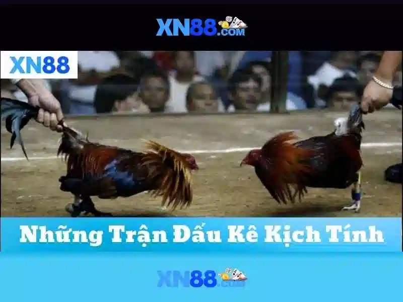 💎tỷ lệ cá cược bóng đá ccbd💎