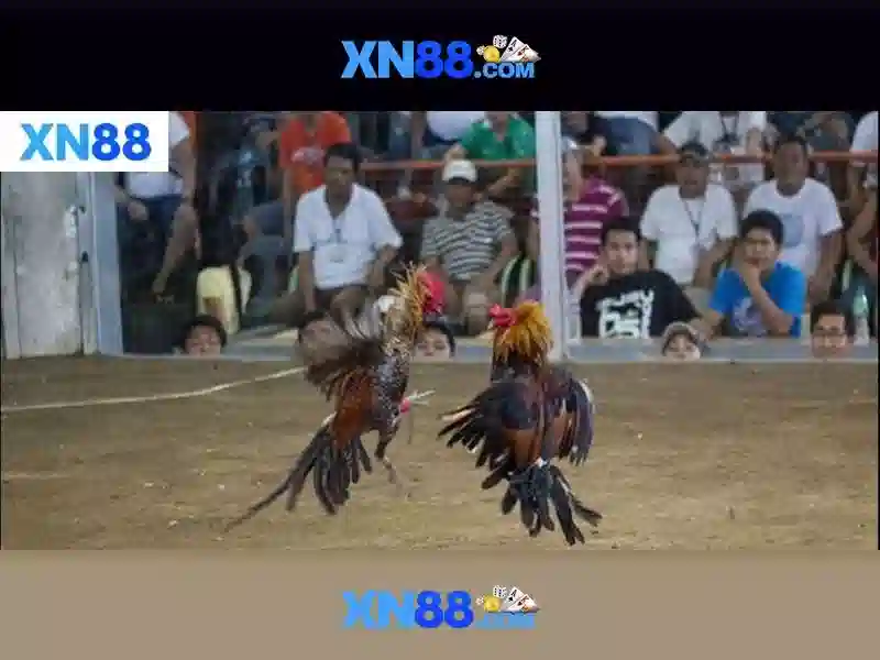 💎kèo nhà cái xem trực tuyến💎