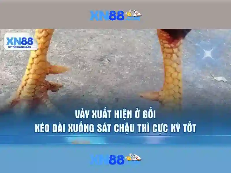 💎link tại sin88💎 - sin88 hiện đang mở - sin88 rong than chau a