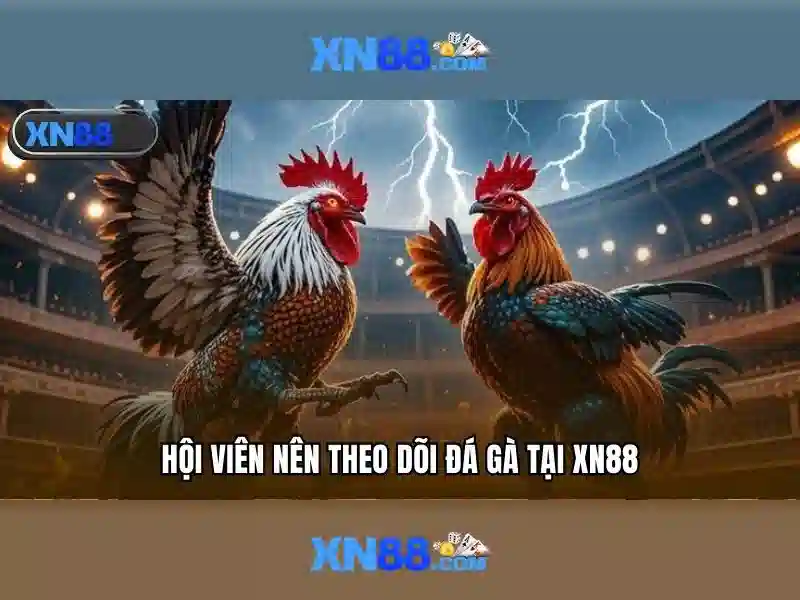 💎nhà cái qh💎