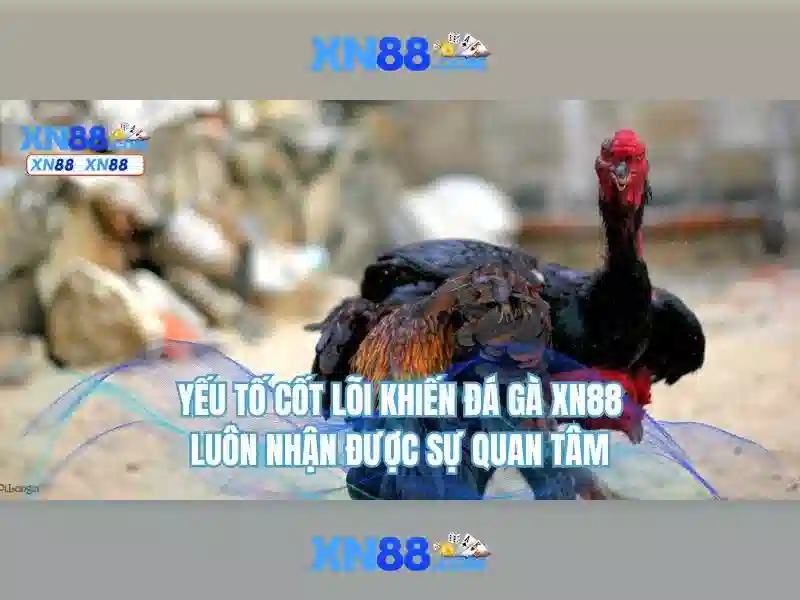 💎keof nha cai💎