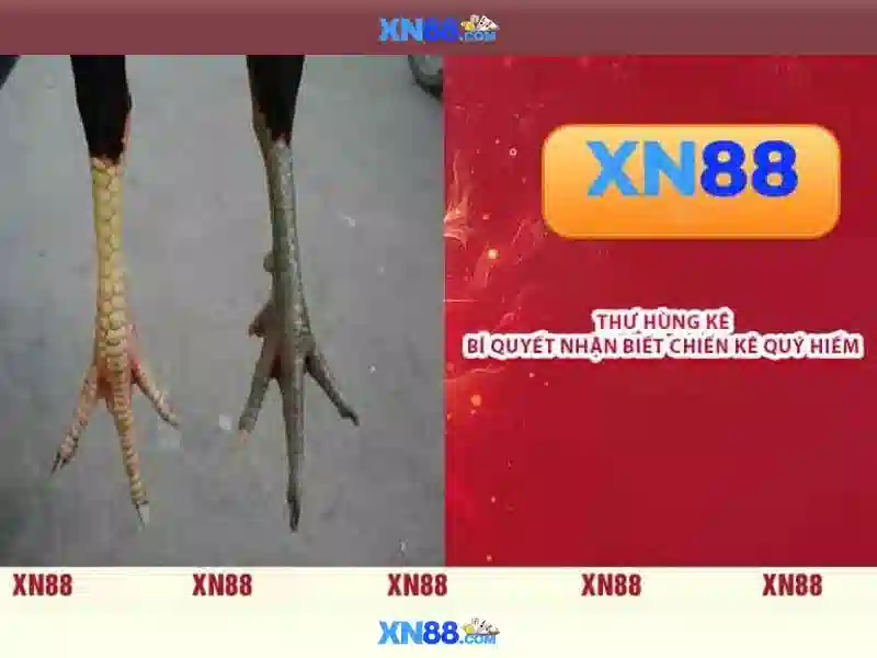 💎thể thao cá cược💎