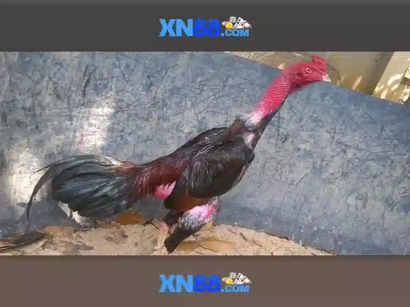 💎hb88 apps download apk💎