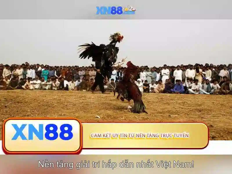 💎mơ đánh bạc đánh đề con gì💎